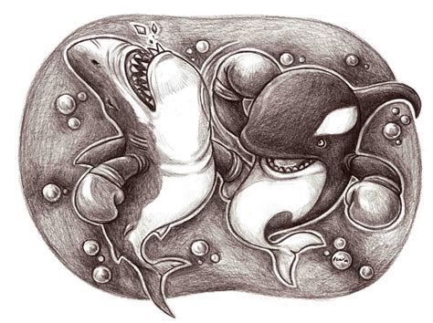 Killer Whale vs Great White shark by iwai on DeviantArt