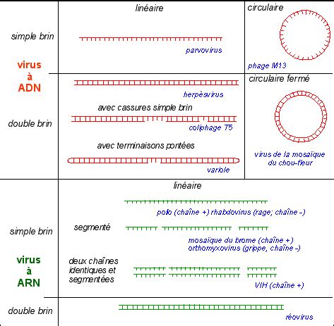 Comparaison Transcription Entre Eucaryotes Procaryotes Pdf