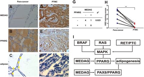 The Representative Photomicrographs Show Immunostaining Of Medag Pparg