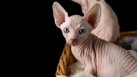 Sphynx Cat Personality: What You Need to Know – Gigapaw