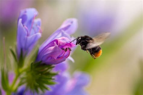 Biodiversitätsfonds Start der neuen Förderungsschiene