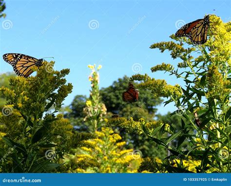 Las Mariposas De Monarca Del Lago Toronto En La Vara De Oro Florecen