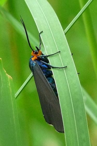 Moth Ctenucha Virginica Bugguide Net