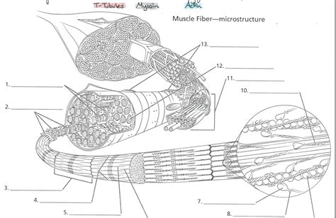 Labeled Sarcomere Diagram Quizlet