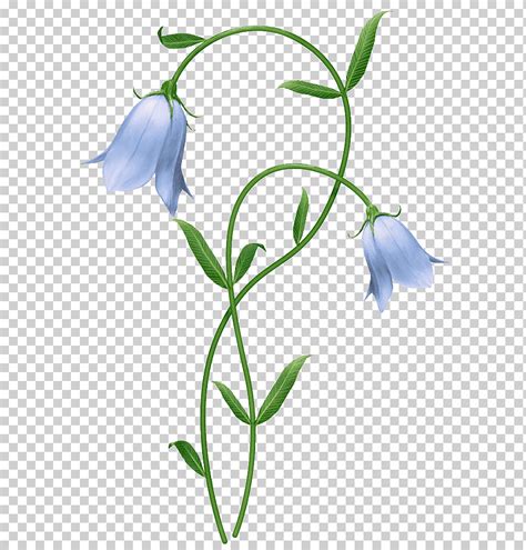 Gráfico de dos flores azules png Klipartz