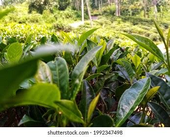 Ceylon Tea Plantations Srilanka Stock Photo 1992336230 | Shutterstock