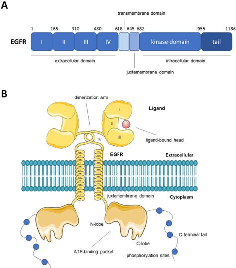 Figure From Egfr Exon Insertion Mutations In Sinonasal Squamous