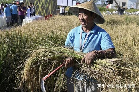 1亿亩可养活8000万人！袁隆平院士为何热衷海水稻？ 知乎