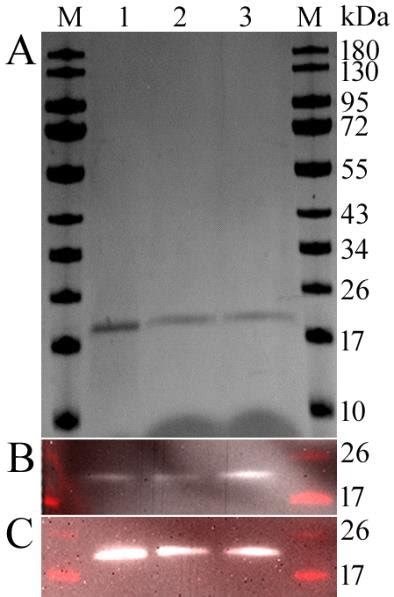 Expression And Identification Of Gcsf Proteins A Sds Page Of