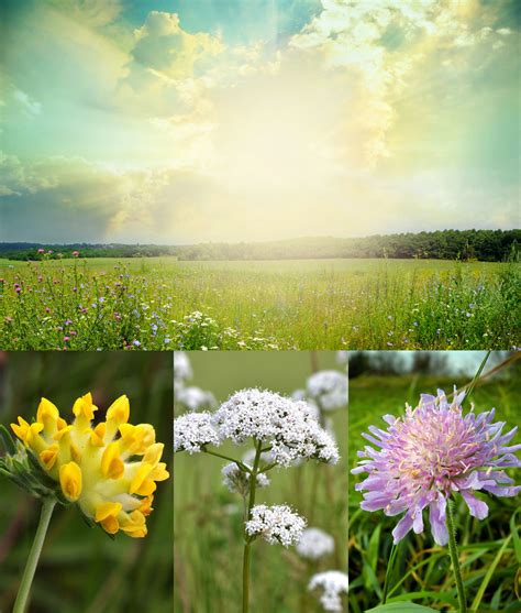 Chalk Soil Or Limestone Wildflower Meadow Seed Gss Direct Ltd