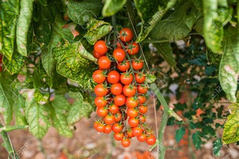 Semillas Tomate Cherry Org Nico Para Maceta O Huerta Mercadolibre