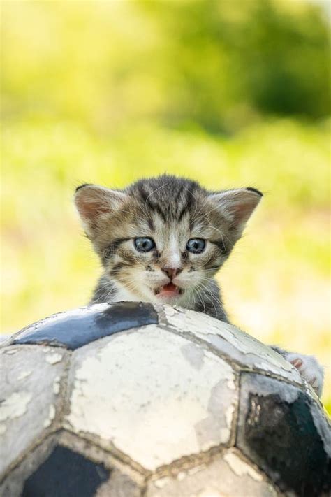 Gatinho Uma Bola De Futebol Foto De Stock Imagem De Preto Objeto