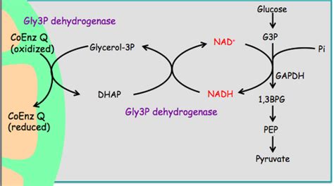 Glycolysis Flashcards | Quizlet