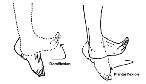 Ankle Joint Representing Dorsiflexion And Plantar Flexion Download Scientific Diagram