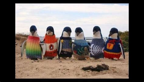 Ein 109 jähriger Mann strickt kleine Pullover für Pinguine