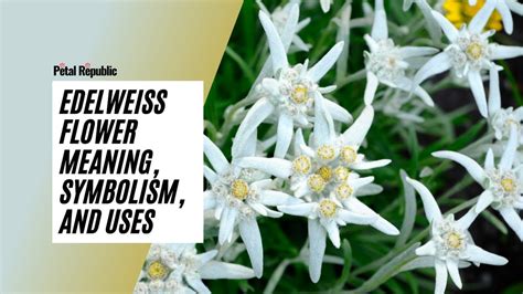 Edelweiss Flower Meaning Symbolism And Uses YouTube