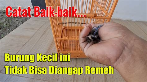 Kalau Tahu Kualitas Burung Kecil Ini Ga Akan Ada Kicau Mania Yang Rela