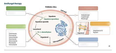 Antifungal Drugs Fa Diagram Quizlet