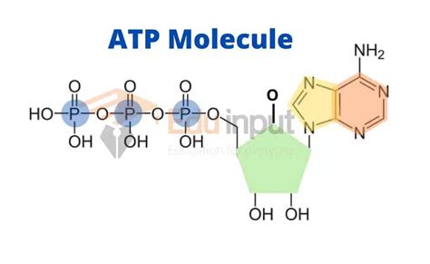 Atp Structure And Functions Mechanism Of Energy Transfer By Atp