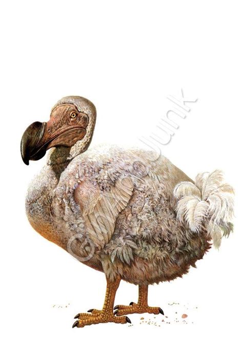 Extinct Birds Extinct Animals Bird Art Print Bird Prints Le Dodo