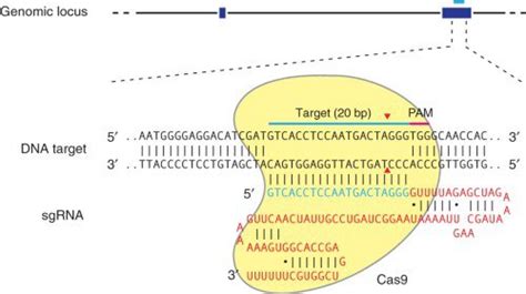 Une thérapie génique utilisant le système CRISPR Cas9 Site des