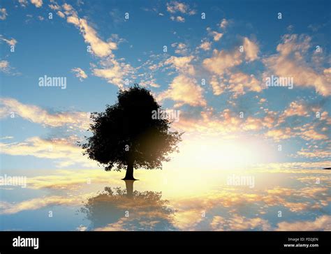 Natural Scene With Silhouette Of Tree Against Sunset Light Stock Photo