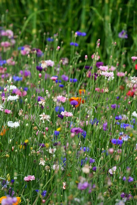 Blumenwiese Picture Botanica Flickr