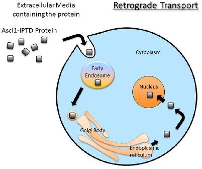 Figure 1 From Engineering Personalized Neural Tissue Using