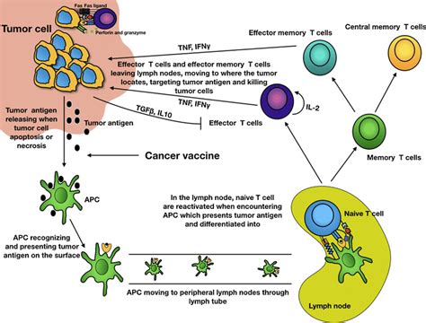 The Immune Mechanisms Underlying Tumor Immunity That Successfully