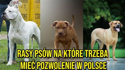 Rasy psów na które trzeba mieć pozwolenie w Polsce CDA