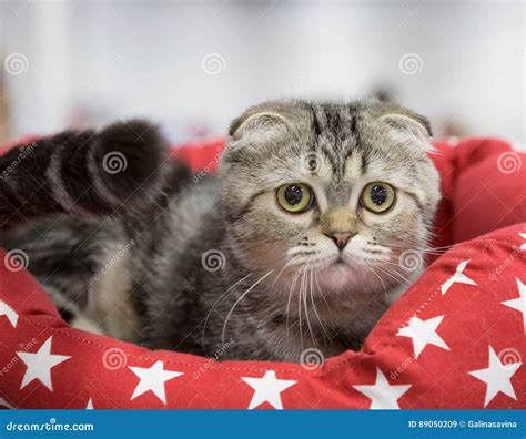 Kitten Scottish Lop Eared Brindle Stock Image Image Of Scottish