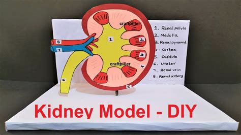 Nephron Model