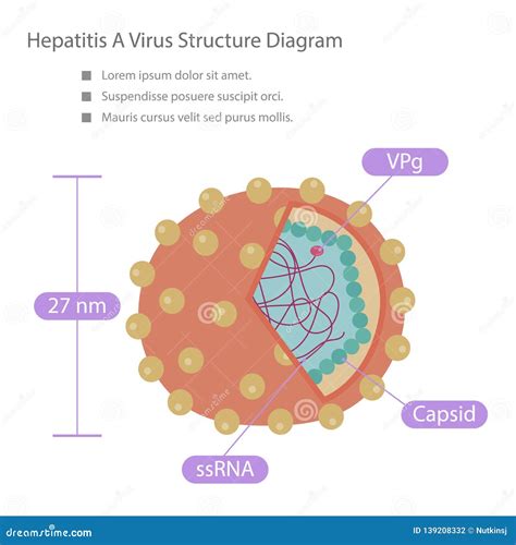 Hepatitis Ein Virus Struktur Diagramm Vektor Abbildung Illustration