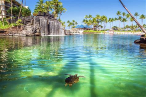 Hotel Hilton Waikoloa Village USA Havajské ostrovy 31 312 Kč Invia