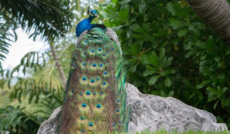 Can Peacocks Eat Cabbages The Hip Chick