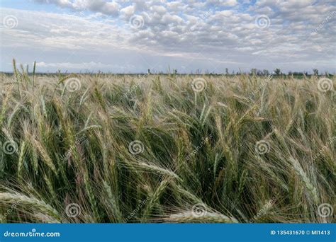 Wheat fields of Ukraine stock photo. Image of lights - 135431670