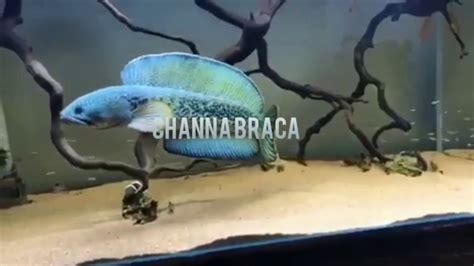 Amazing Channa fish - YouTube