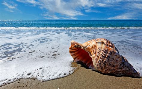 Seashore Seashells