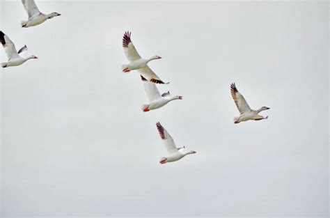 5,400+ Snow Geese Flight Stock Photos, Pictures & Royalty-Free Images ...