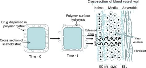 Drug Delivery Using Bioresorbable Scaffold Implant Biodegradable