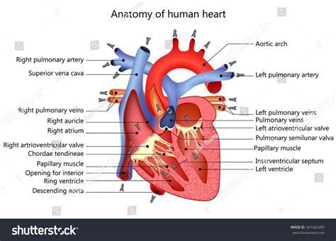 Medical Structure Of The Heart Anatomy Illustration 347365289