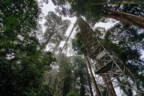 5 Adrenaline Pumping Activities At Ulu Temburong National Park Brunei