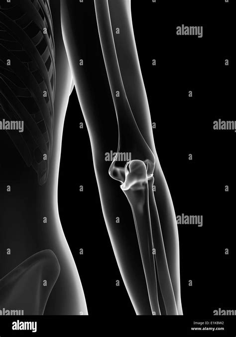 D Image Of Elbow Joint Hi Res Stock Photography And Images Alamy