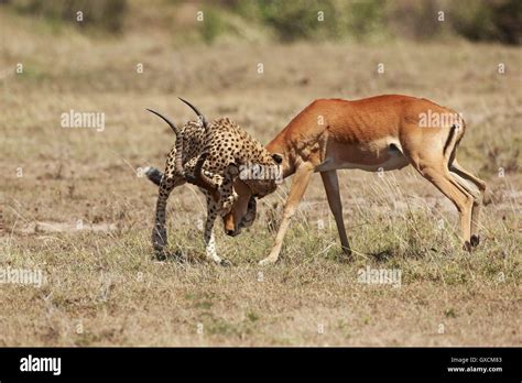 Cheetah in his habitat Stock Photo - Alamy