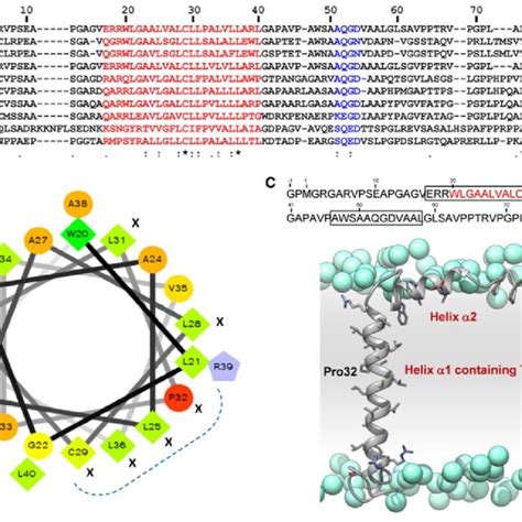 MMP Catalytic Domain A Sequence Alignment Of The Catalytic Domains Of