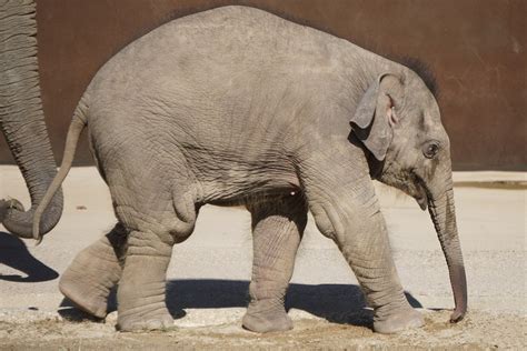 東山動植物園でアジアゾウの赤ちゃんの命名式を開催 ブラザー工業株式会社のプレスリリース