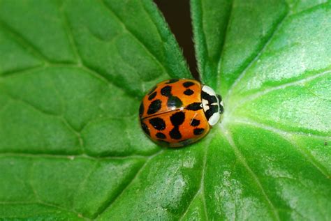 Multicolored Asian Lady Beetle Eek Wisconsin