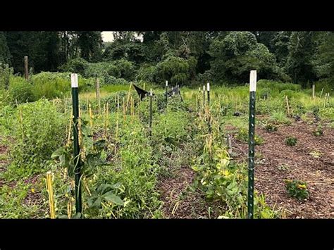 August Garden Tour Youtube