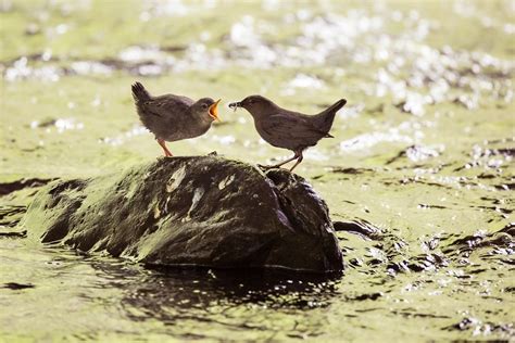 American Dipper Audubon Field Guide