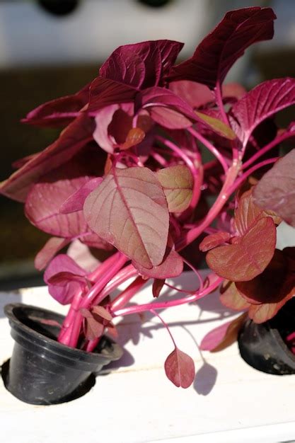 Premium Photo Amaranthus Gangeticus Is Red Spinach This Red Spinach